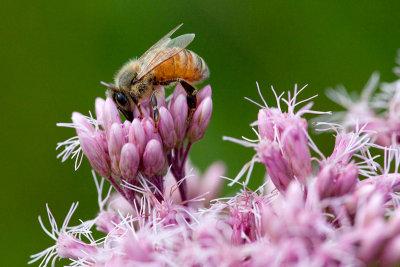 Honeybee on Joe-Pye-weed
