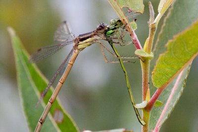 Spreadwing Damselfly Eats another Damselfly