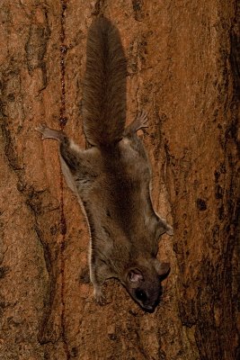 Flying Squirrel