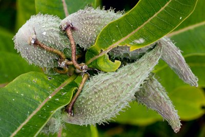 Milkweed Seed Pods