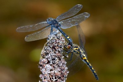 Dot-tailed Whiteface Dragonflies
