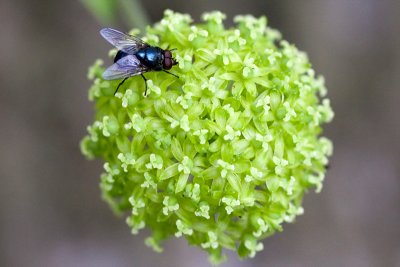 Carrion Flower