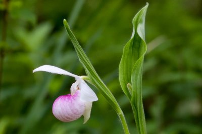 Showy Lady's Slipper Orchid