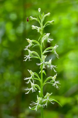 Ragged-fringed Orchid