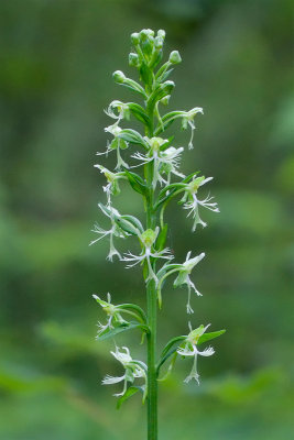 Ragged-fringed Orchid