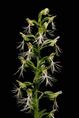 Ragged-fringed Orchid