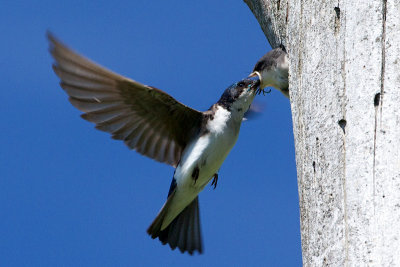 Tree Swallow Feeding Chicks