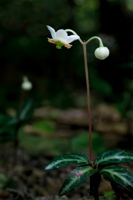 Spotted Wintergreen