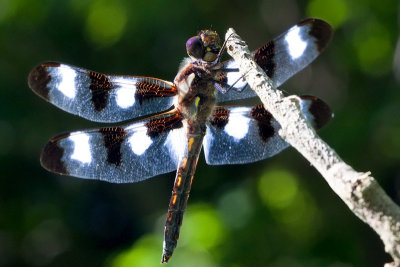 Twelve-spotted Skimmer Dragonfly