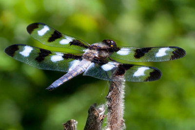 Twelve-spotted Skimmer Dragnofly