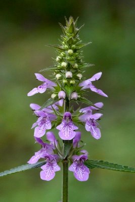 Rough Hedge Nettle