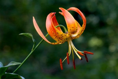 Turk's-cap Lily