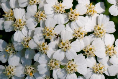 Yarrow Close-up