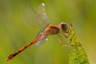 Autumn Meadowhawk Dragonfly