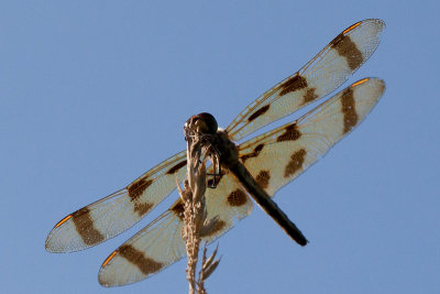 Halloween Pennant Dragonfly