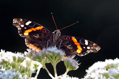 Red Admiral Butterfly