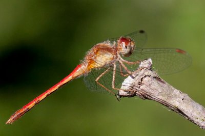 Autumn Meadowhawk Dragonfly