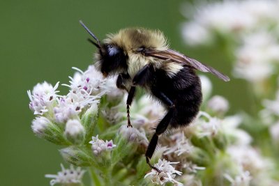 Bumblebee on Boneset