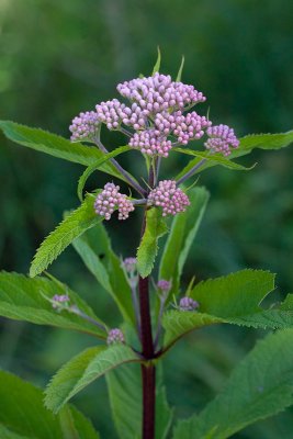 Joe-Pye Weed Buds