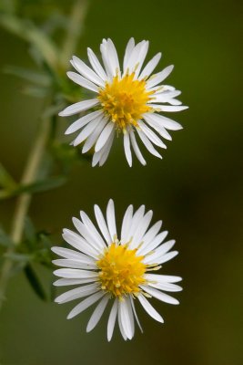 Calico Aster