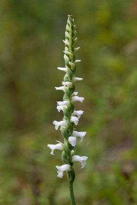 Nodding Ladies'-tresses Orchid