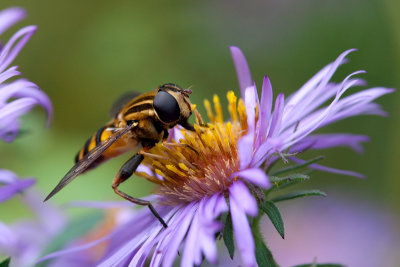 Hover Fly on New England Aster