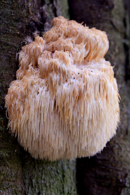 Bear's Head Tooth Mushroom