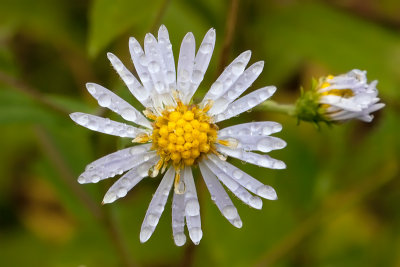 Aster