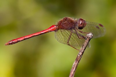 Autumn Meadowhawk Dragonfly