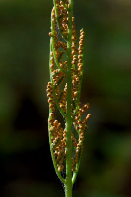 Cut-leaf Grape Fern's Fertile Frond