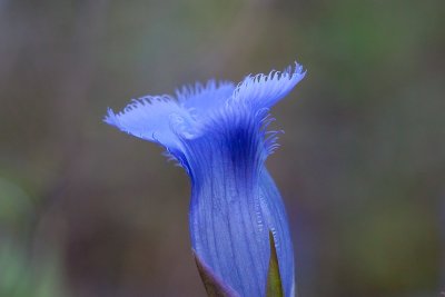 Fringed Gentian