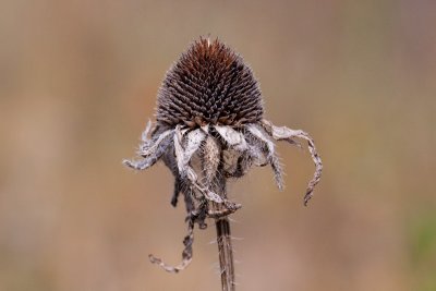 Dried Flower