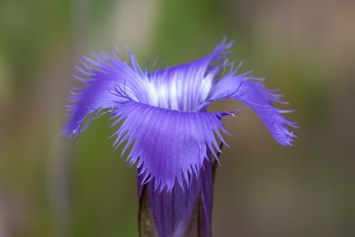 Fringed Gentian