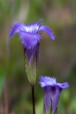 Fringed Gentian