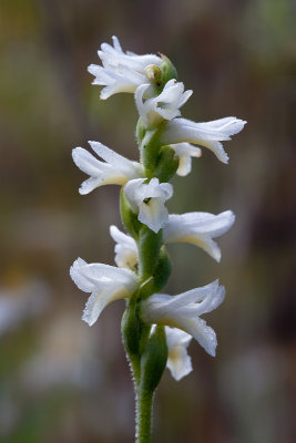 Great Plains Ladies-tresses Orchid