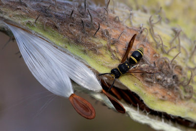 Potter Wasp on Milkweed