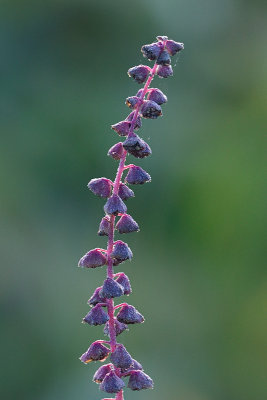 Common Ragweed Seeds