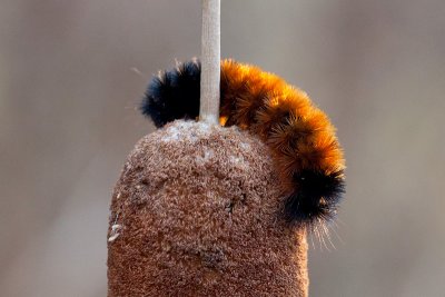 Wooly Bear Caterpillar on Cattail