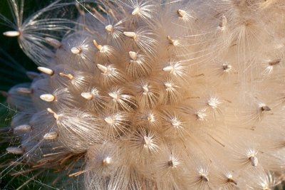 Thistle Seeds