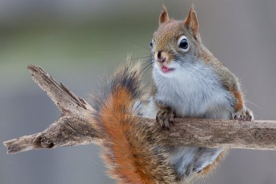 Red Squirrel