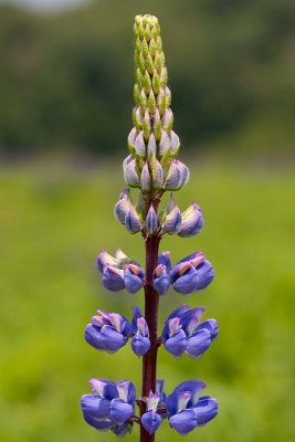 Garden Lupine