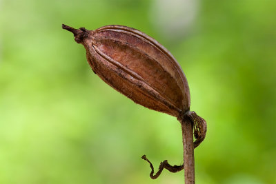 Pink Lady's Slipper Orchid Seed Pod