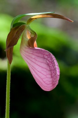 Pink Lady's Slipper Orchid