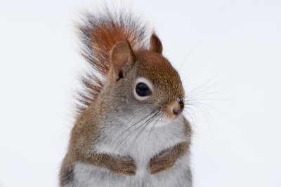 Red Squirrel