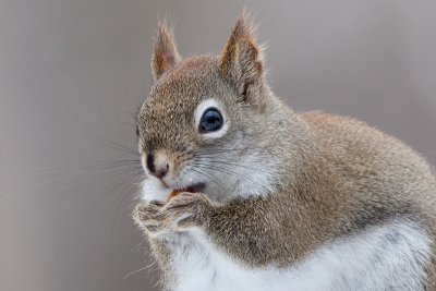 Red Squirrel