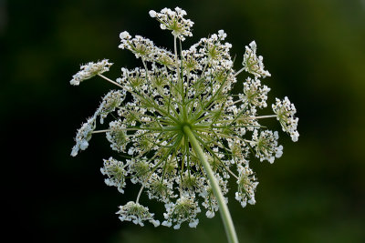 Queen Anne's Lace