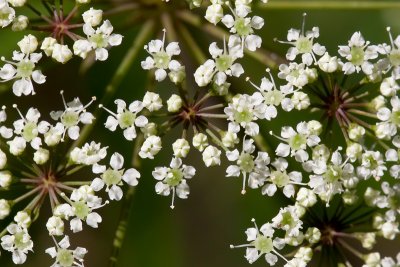 Water Hemlock