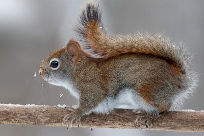 Red Squirrel