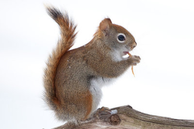 Red Squirrel with Peanut Butter