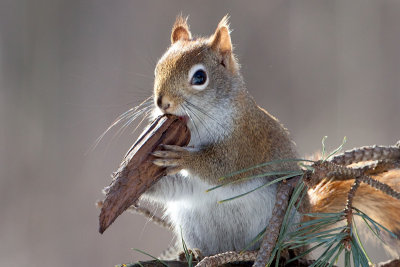 Red Squirrel with Tulip Tree Fruit